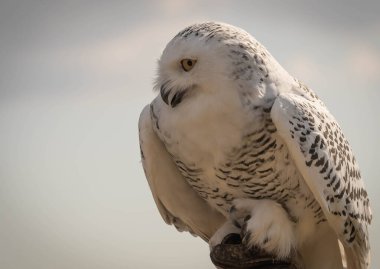 Mavi gökyüzünün arka planında gagası ayrılmış büyük beyaz baykuş görüntüsü