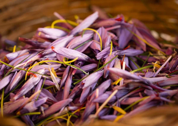 Freshly picked saffron flower buds in a wicker basket (selective focus)