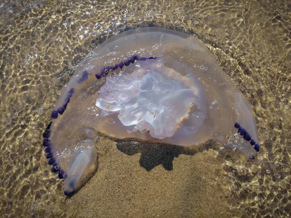 Залишки Великих Медуз Пурпурового Обрізу Березі Сабаудії Італія — стокове фото