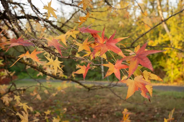 Imagen Hojas Arce Otoño Multicolor Brillante Las Montañas Del Lacio — Foto de Stock