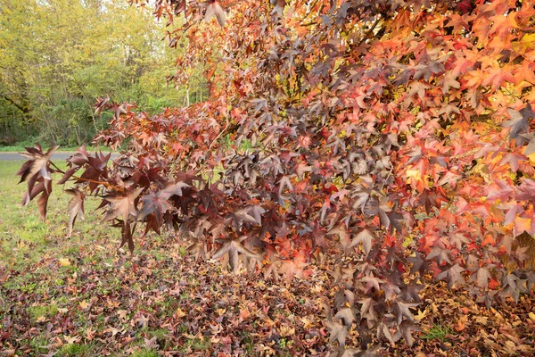 Imagen Hojas Arce Otoño Multicolor Brillante Las Montañas Del Lacio — Foto de Stock