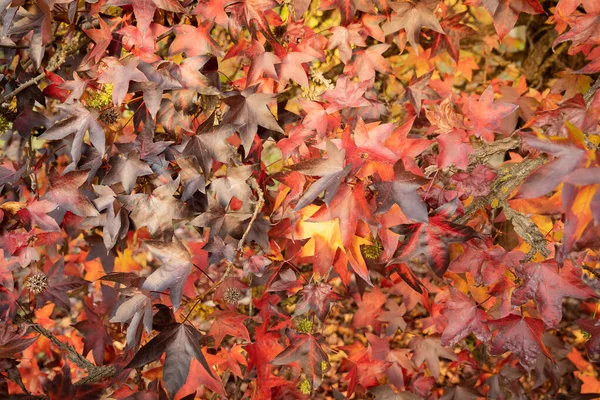 Imagem Folhas Bordo Outono Multicoloridas Brilhantes Montanhas Lazio Itália — Fotografia de Stock