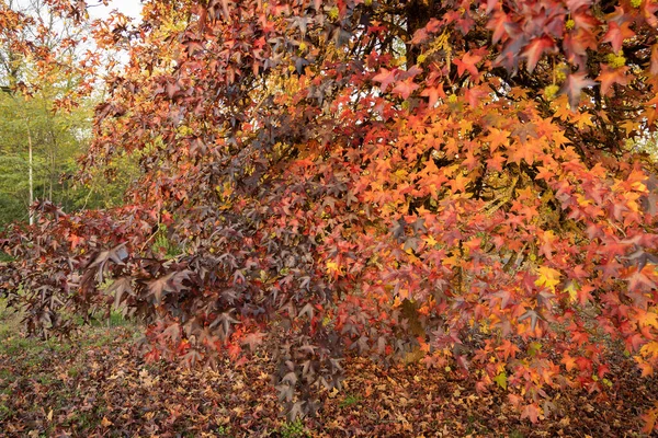 Imagen Hojas Arce Otoño Multicolor Brillante Las Montañas Del Lacio — Foto de Stock