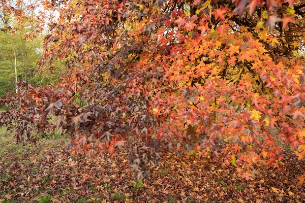 Imagen Hojas Arce Otoño Multicolor Brillante Las Montañas Del Lacio — Foto de Stock