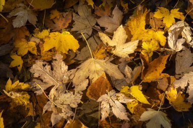 Lazio dağlarında parlak sarı sonbahar akçaağaç yapraklarının görüntüsü