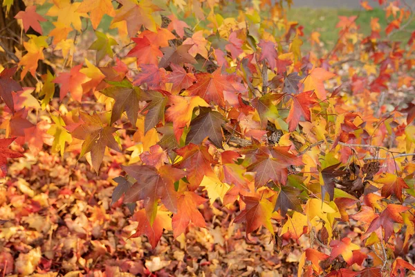 Imagem Folhas Bordo Outono Multicoloridas Brilhantes Montanhas Lazio Itália — Fotografia de Stock