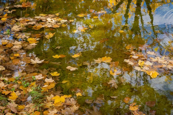 İtalya, Abruzzo 'daki Gran Sasso' da sonbahar ağaçları, yapraklar ve su yansımaları