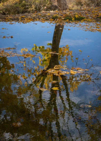 Herbstbäume Und Blätter Und Wasserspiegelungen Gran Sasso Den Abruzzen Italien — Stockfoto