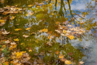 İtalya, Abruzzo 'daki Gran Sasso' da sonbahar ağaçları, yapraklar ve su yansımaları