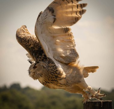 İtalya 'daki Trevignano Romano, Lazio' da geniş kanatlarıyla uçan büyük kahverengi kulaklı kartal baykuşu.
