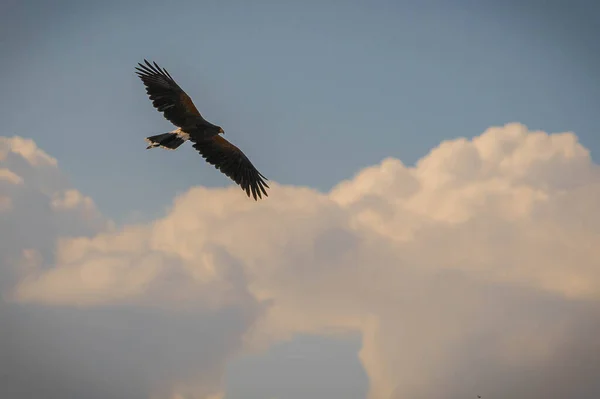 Eagle Flying Background Clouds Trevignano Romano Lazio Italy — Stock Photo, Image