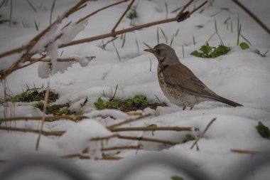 Scenic view of a small bird looking for a food on a just newly covered with snow green meadow