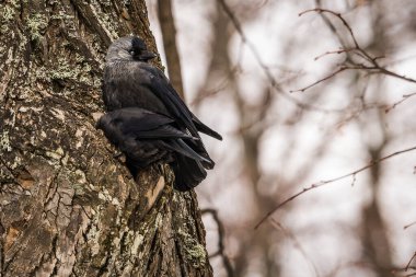 İki jackdows bir oyuk çam ağacında için mücadele görünümünü portre