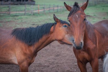 Two hugging horses in Buryat village on  Olkhon island, Lake Baikal in Russia