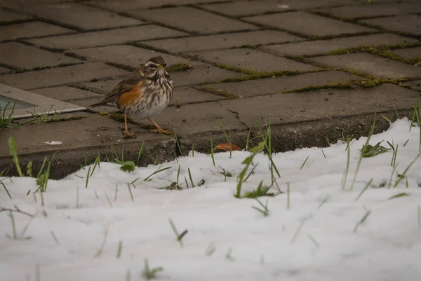 Мальовничий Вид Маленького Птаха Який Шукає Їжу Недавно Вкритому Сніжно — стокове фото