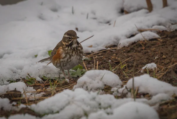 Мальовничий Вид Маленького Птаха Який Шукає Їжу Недавно Вкритому Сніжно — стокове фото