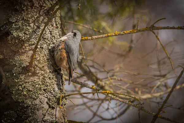 Closeup View Small Bird Vertically Climbing Pine Tree — Fotografia de Stock