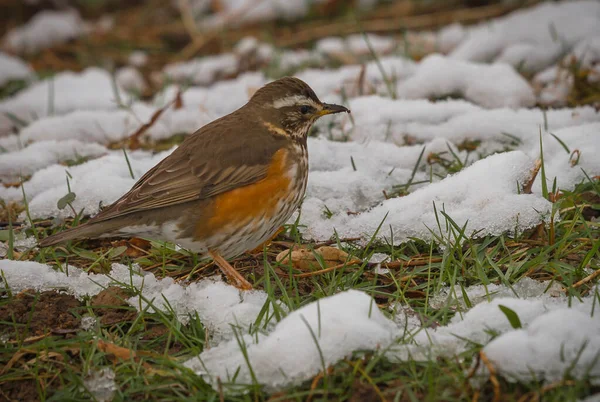 Scenic View Small Bird Looking Food Just Newly Covered Snow — ストック写真