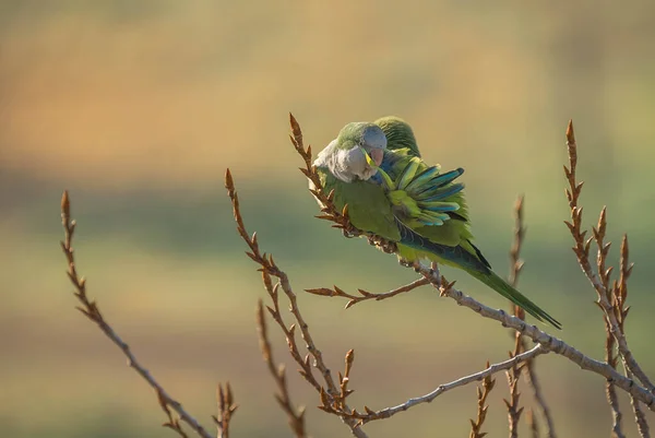 Medium Sized Green Parrot Cleaning Feathers Bare Branch Winter Tree — стоковое фото