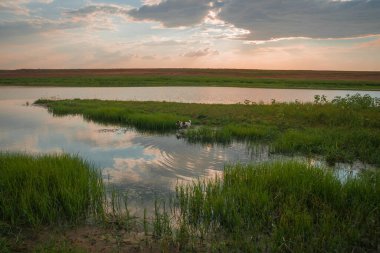Rusya 'nın orta kesiminde Akhtuba Nehri' nin sudaki yansımaları ve küçük beyaz ve siyah köpek Rusya