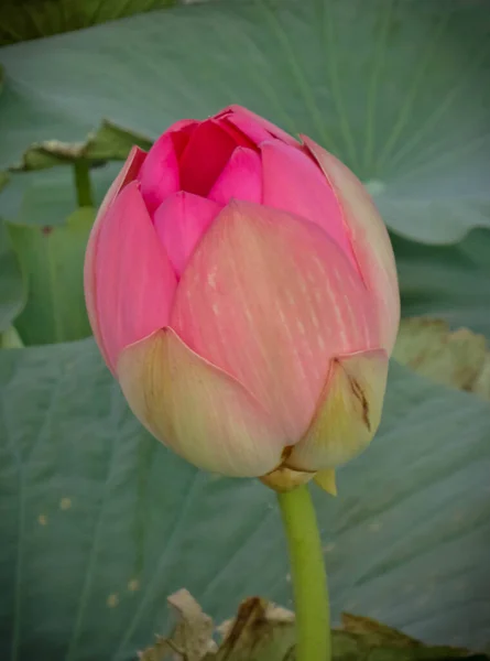 Immagine Fiore Loto Nel Delta Del Fiume Volga Russia — Foto Stock