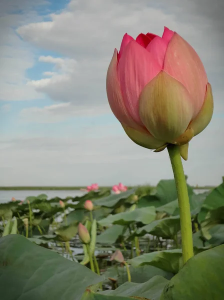 ロシア ヴォルガ川デルタの蓮の花のイメージ — ストック写真