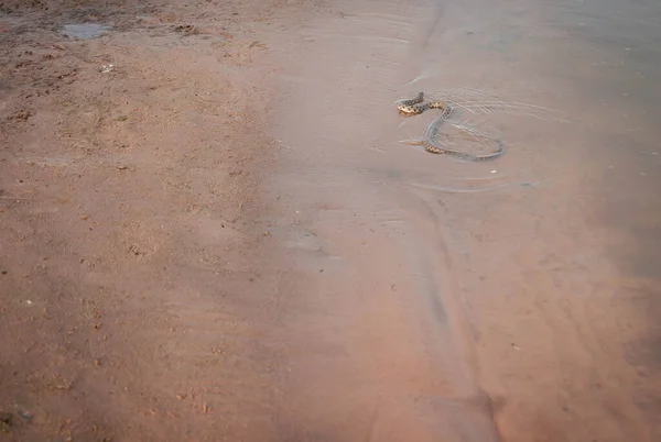 Immagine Serpente Vipera Sulla Spiaggia Vicino Fiume Akhtuba Nella Regione — Foto Stock