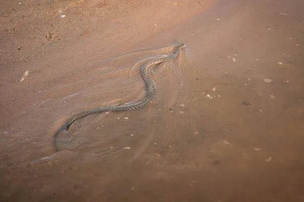 Image Viper Snake Beach Akhtuba River Astrakhan Region Russia — Stock Photo, Image