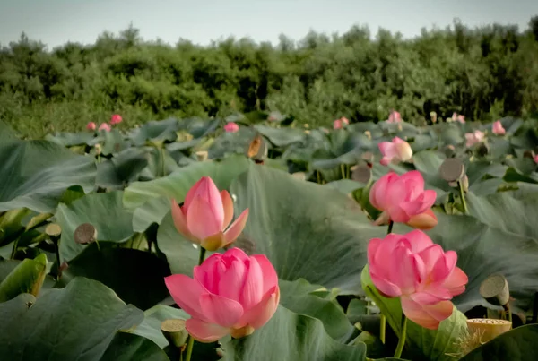 Gambar Bunga Teratai Delta Sungai Volga Rusia Stok Gambar Bebas Royalti