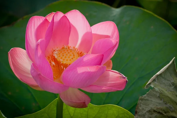 ロシア ヴォルガ川デルタの蓮の花のイメージ ストック画像