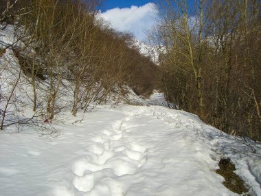 Ormandaki karda ayak izleri.