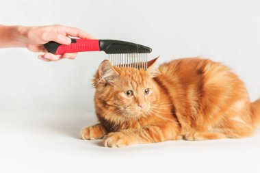 Kedi bakımı. Beyaz arka planda kızıl kediyi tarayan bir kadın. Taraklı kadın eli. 