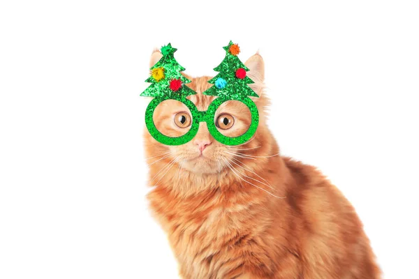 Imbirowy kot świętujący Sylwestra w imprezowym kapeluszu. Szczęśliwego Nowego Roku — Zdjęcie stockowe