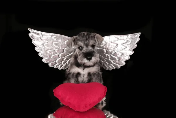 Schnauzer puppy dog with a red heart and silver wings on black background. Valentines Day. Adopting dog — Stock Photo, Image