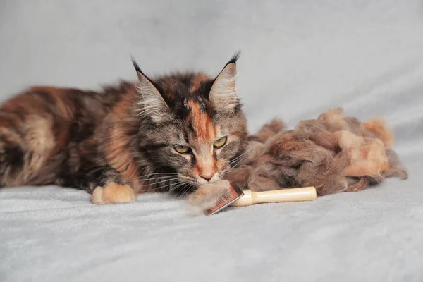 Girl Owner Grooming Maine Coon Cat Combing Her Cat Brush — Fotografia de Stock