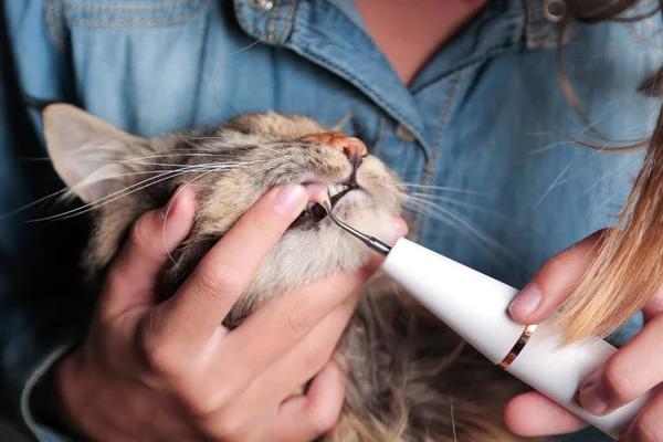 Veterinarian is cleaning a cats teeth with an ultrasound scaler. Cat Maine coon with open mouth. Pet care concept.