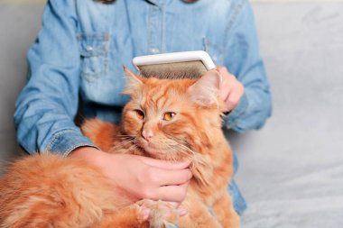 Kızıl kediyi tımar eden, kedisini fırçayla tarayan bir kız. Kedi bakımı hijyeni, evcil hayvan bakımı, fırçalama kavramı. Kedi tüyü yığını