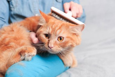 Kızıl kediyi tımar eden, kedisini fırçayla tarayan bir kız. Kedi bakımı hijyeni, evcil hayvan bakımı, fırçalama kavramı. Kedi tüyü yığını