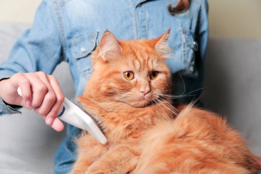 Kızıl kediyi tımar eden, kedisini fırçayla tarayan bir kız. Kedi bakımı hijyeni, evcil hayvan bakımı, fırçalama kavramı. Kedi tüyü yığını