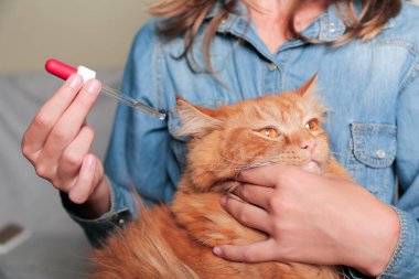 Veteriner gözlere, kulaklara ve kedinin burnuna damla damlattı. Kırmızı bir kedi yüzü, eller ve bir damla ilaç resmedilir. Kedilerin hastalıkları ve tedavileri. 