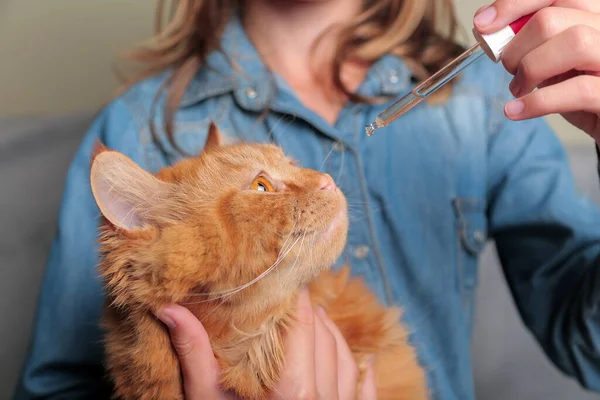 Veterinarian put drops into eyes, ears, nose of cat. Face of a red cat, hands and a drop of medicine are depicted. Diseases of cats and their treatment.