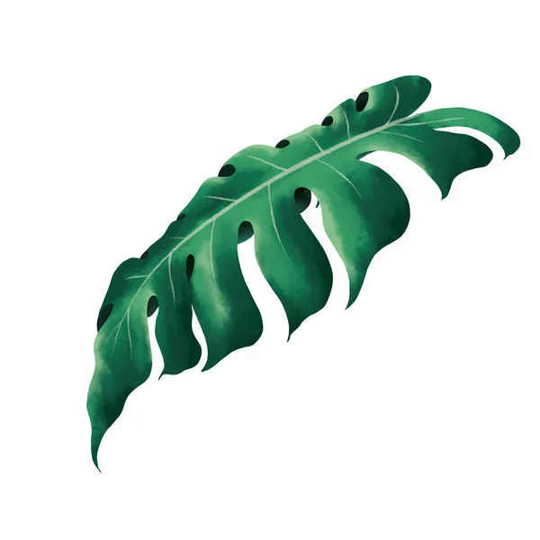 Watercolor Tropical Botanical Foliage Plant Clipping Path — Stock Photo, Image