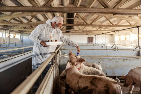 Een Senior Dierenarts Een Wit Werkend Uniform Zorgt Voor Varkens — Stockfoto