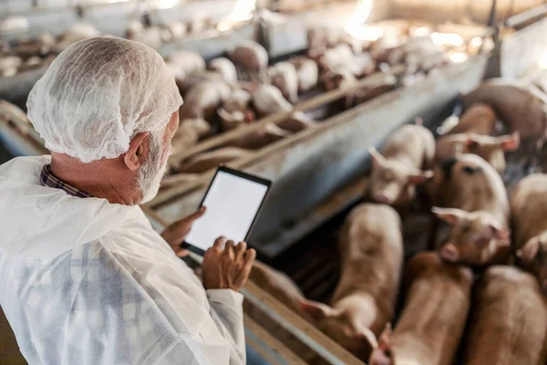 納屋の豚をチェックする上級獣医師の背面図 タブレットを持ってデータを入力する男 農業におけるデジタル化 — ストック写真