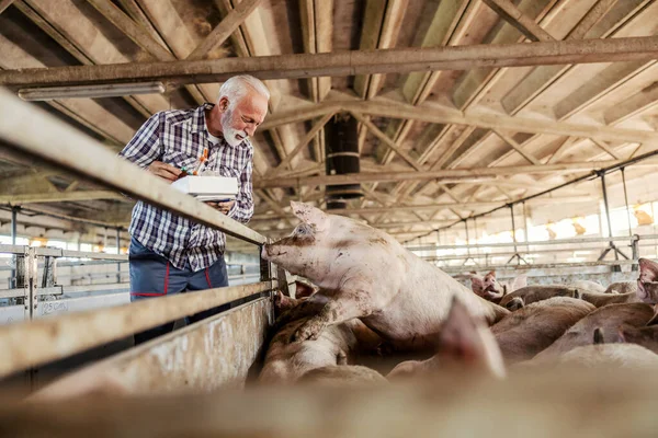 獣医と動物のケア 白髪とひげを持つ経験豊富な獣医師と農家は 彼の手に注射器を持ち 農場で豚をマークします 動物愛護団体 — ストック写真