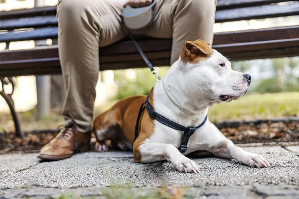 一只累坏了的狗躺在城市公园的地面上 那个人把它绑在皮带上 以防万一 — 图库照片