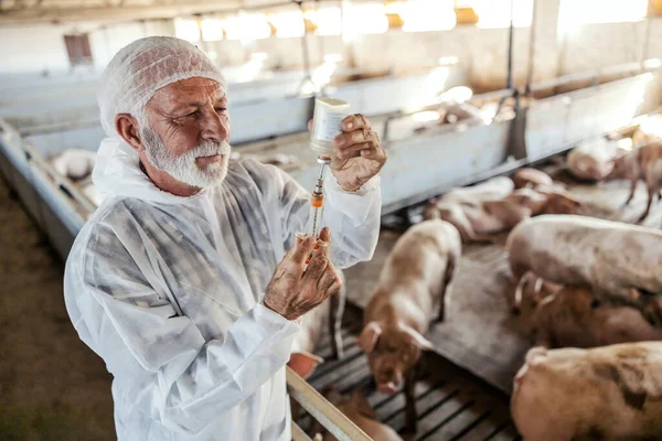 Veterinário Experiente Preparando Injeção Para Porcos Uma Fazenda Suínos Gripe — Fotografia de Stock