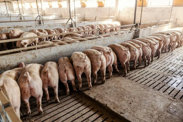 空腹の豚はふすまを食べる 農業と動物 養豚場で豚 ブタの繁殖 — ストック写真