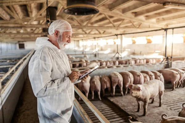 先輩獣医師が豚のペンの横に立って豚をチェックしています 肉の生産には健康が重要です 養豚場で錠剤を使う獣医師 — ストック写真