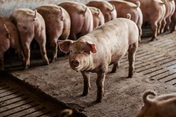 好奇的猪站在笔下 直视着摄像机 而其他猪则在吃东西 猪在猪场的笔下 肉类生产 牲畜和农业 — 图库照片